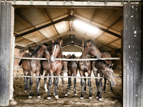 Horse Food